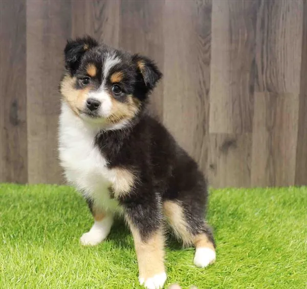 Female Mini Aussie puppy named Lassie for sale at Waggles Charlotte.