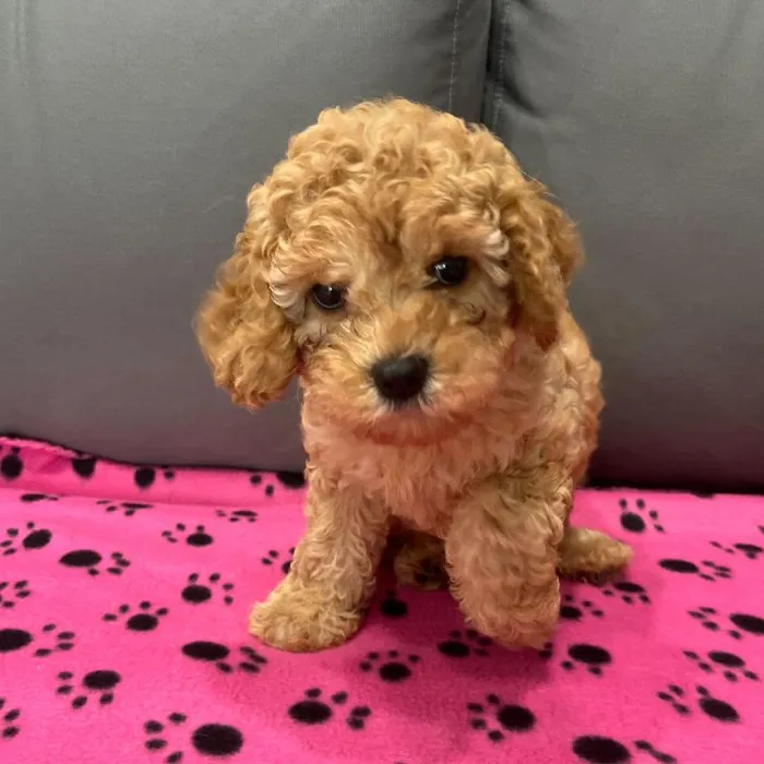 Female Cavapoo puppy named Clara for sale at Waggles Charlotte.