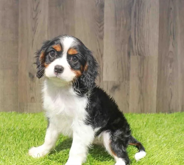 Male Cavalier King Charles Spaniel puppy named Antonio for sale at Waggles Charlotte.