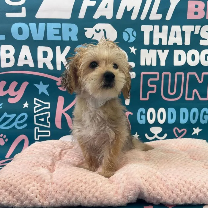 Male Morkie puppy named Snoop for sale at Waggles Charlotte.