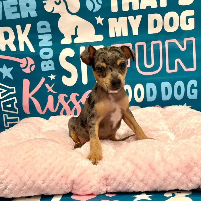 Male Rat Terrier puppy named Micah for sale at Waggles Charlotte.