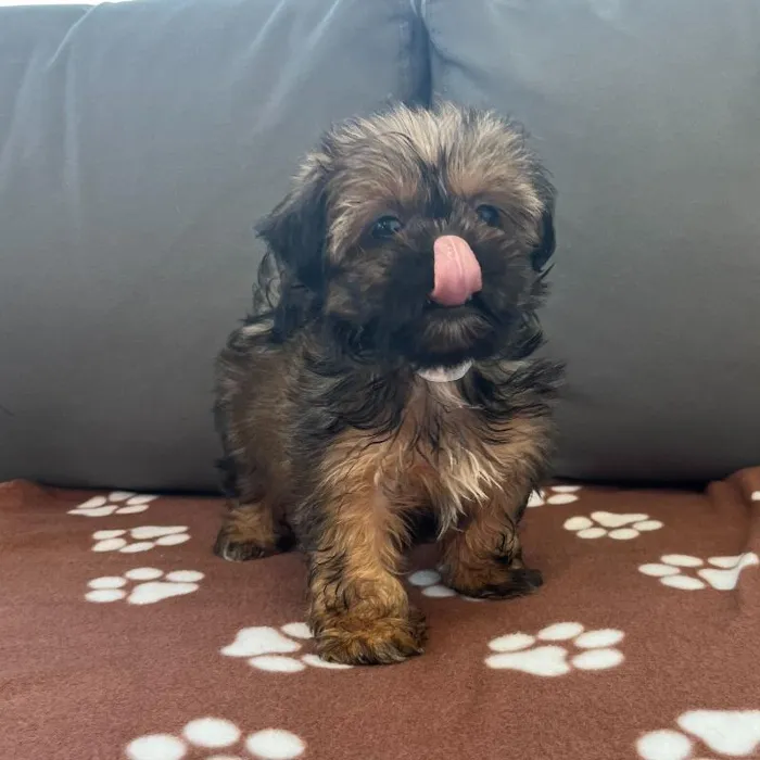Female Shih Tzu puppy named Greta for sale at Waggles Charlotte.