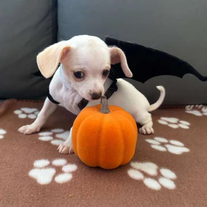 Male Chihuahua puppy named Patrick for sale at Waggles Charlotte.
