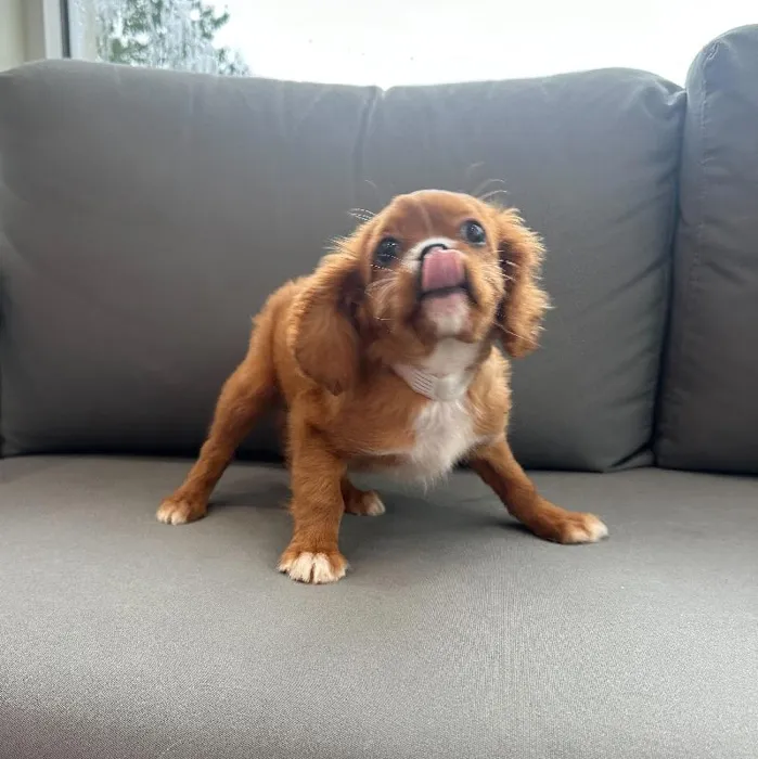 Male Cavalier King Charles Spaniel puppy named Elijah for sale at Waggles Charlotte.