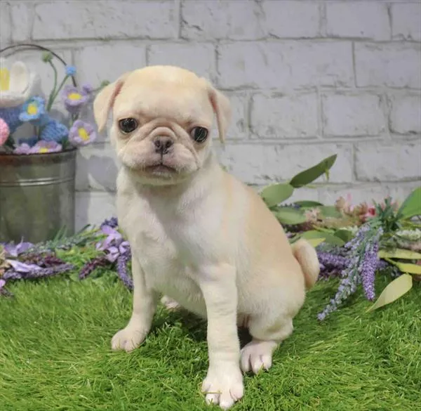 Female Pug puppy named Cinderella for sale at Waggles Greensboro.