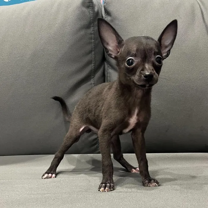 Female Chihuahua puppy named Sage for sale at Waggles Charlotte.