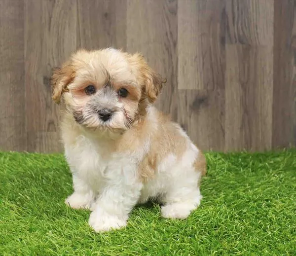Male Yochon puppy named Asher for sale at Waggles Charlotte.