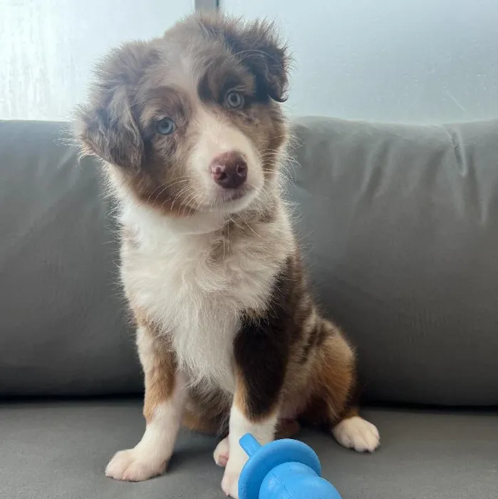 Female Australian Shepherd puppy named Alice for sale at Waggles Charlotte.