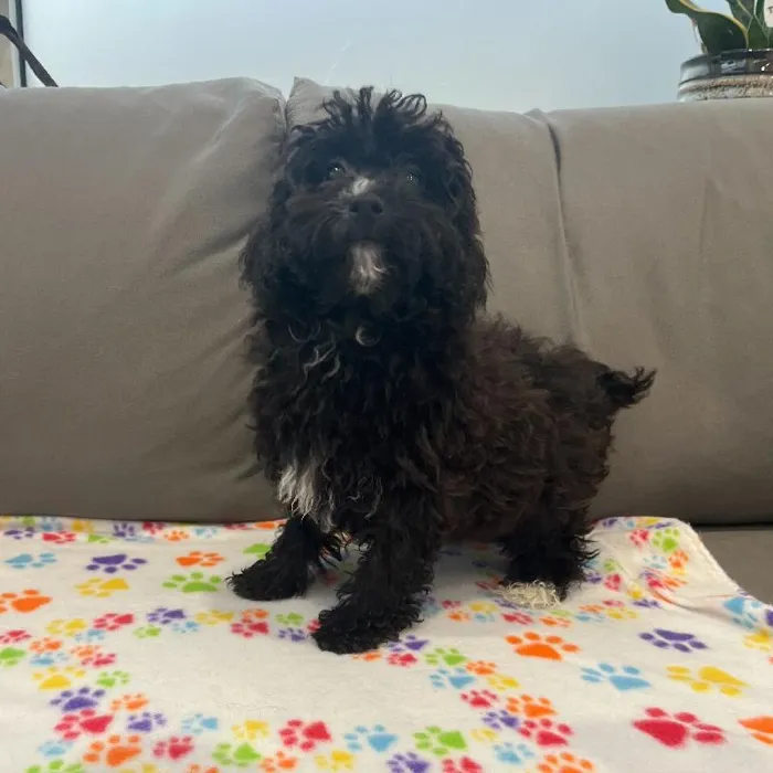 Female Havapoo puppy named Raven for sale at Waggles Charlotte.