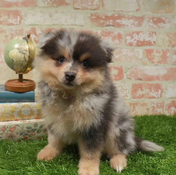 Male Pomeranian puppy named Jim for sale at Waggles Greensboro.