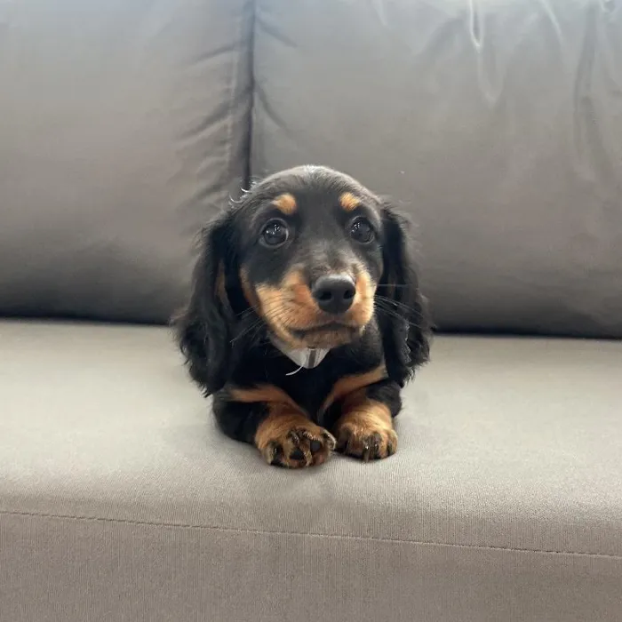 Male Dachshund puppy named Doug for sale at Waggles Charlotte.