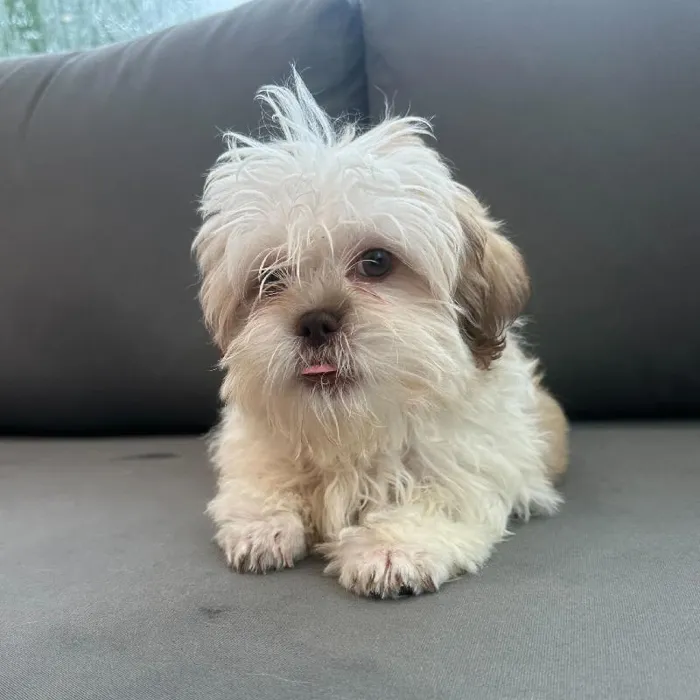 Male Malshi puppy named James for sale at Waggles Charlotte.