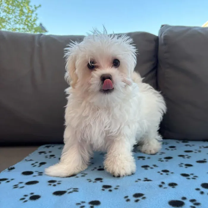 Male Maltese puppy named Pepe for sale at Waggles Charlotte.