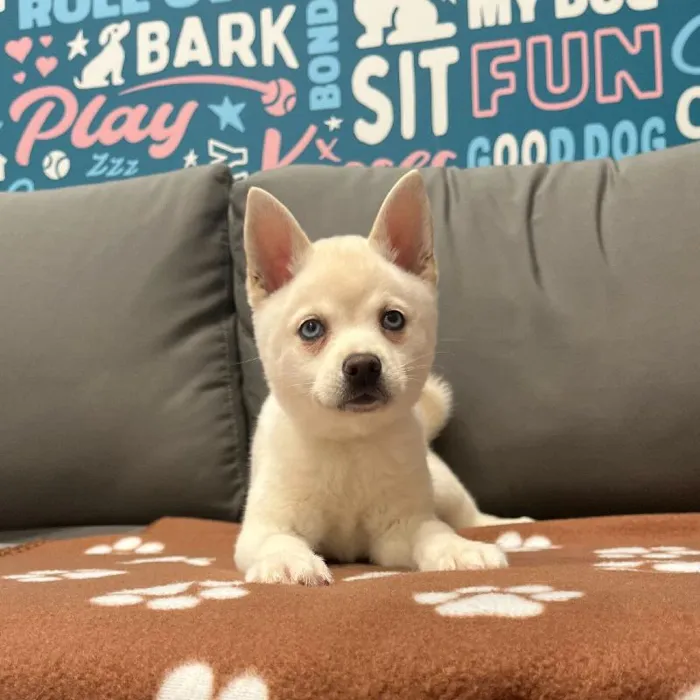 Female Alaskan Klee Kai puppy named Aspen for sale at Waggles Charlotte.