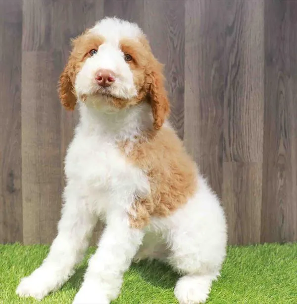 Male Poodle puppy named Raleigh for sale at Waggles Greensboro.