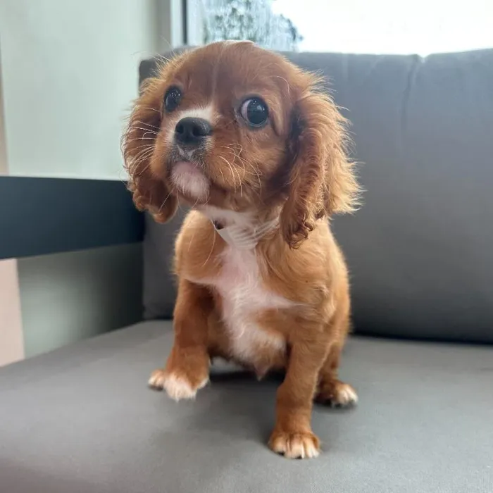 Male Cavalier King Charles Spaniel puppy named Elijah for sale at Waggles Charlotte.