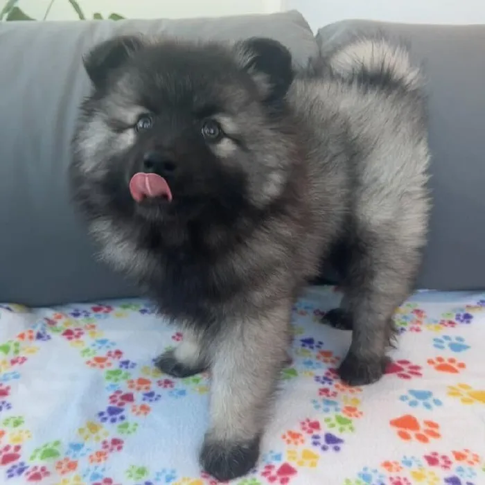 Female Keeshond puppy named Natasha for sale at Waggles Charlotte.