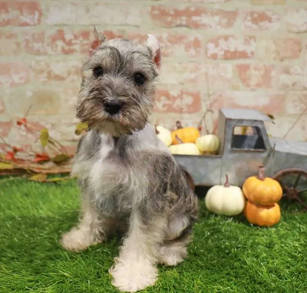 Male Mini Schnauzer puppy named Nash for sale at Waggles Charlotte.