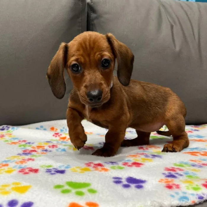 Female Dachshund puppy named Arizona for sale at Waggles Charlotte.
