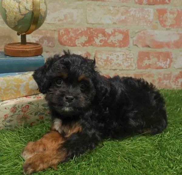 Female Cavapoo puppy named Georgia for sale at Waggles Greensboro.