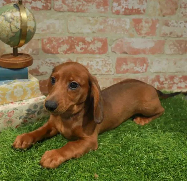 Male Dachshund puppy named Bronco for sale at Waggles Greensboro.