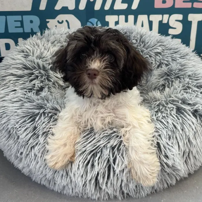 Female Havanese puppy named Daphne for sale at Waggles Charlotte.