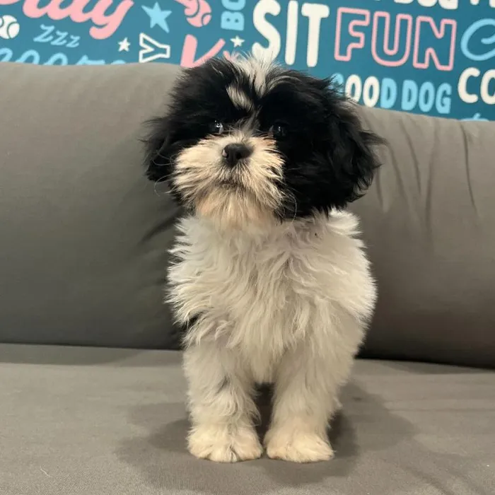 Female Teddy Bear puppy named Callie for sale at Waggles Charlotte.