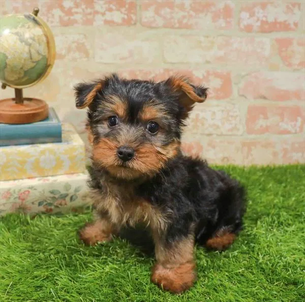 Male Silky Terrier puppy named Stewart for sale at Waggles Charlotte.