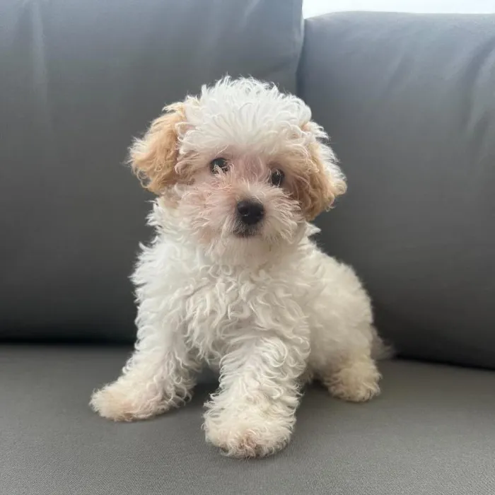 Male Poodle puppy named Stanley for sale at Waggles Charlotte.