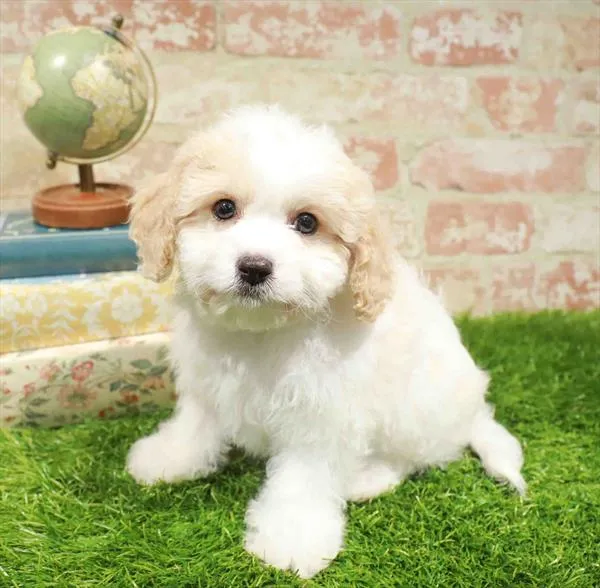 Male Cavachon puppy named Nemo for sale at Waggles Greensboro.