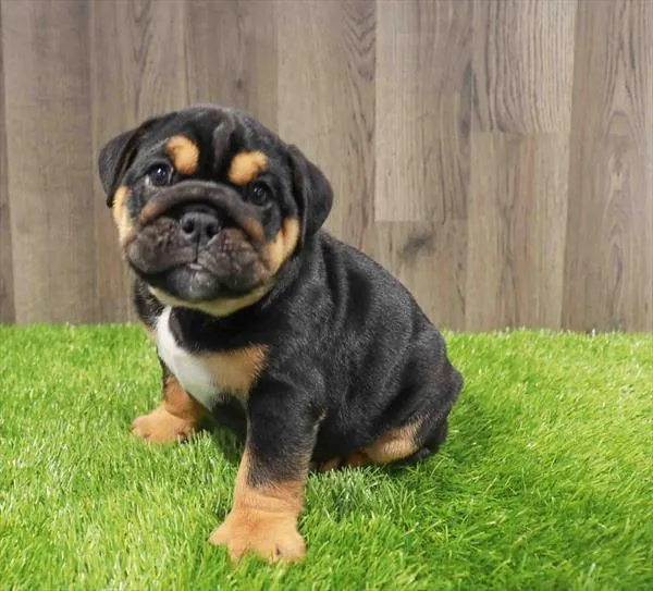 Male English Bulldog puppy named Titus for sale at Waggles Greensboro.