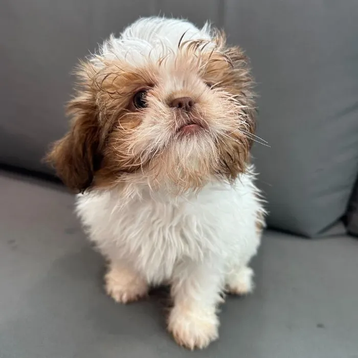 Female Shih Tzu puppy named Dawn for sale at Waggles Charlotte.