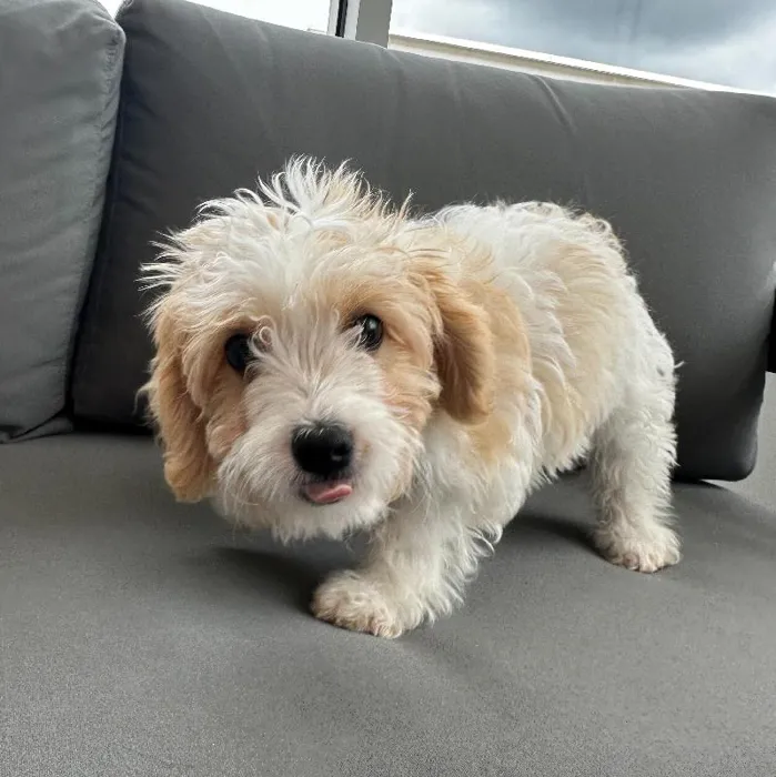 Male Cavachon puppy named Allen for sale at Waggles Charlotte.