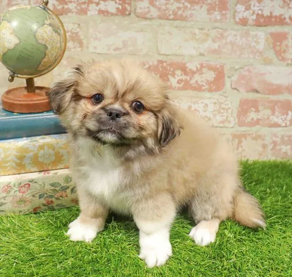 Male Pekingese puppy named Enzo for sale at Waggles Raleigh.