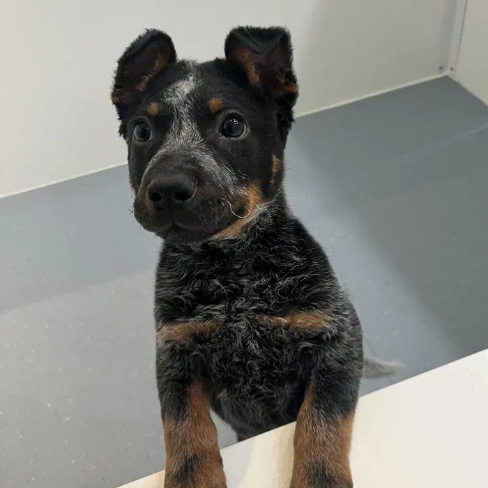 Male Blue Heeler puppy named Tim for sale at Waggles Charlotte.