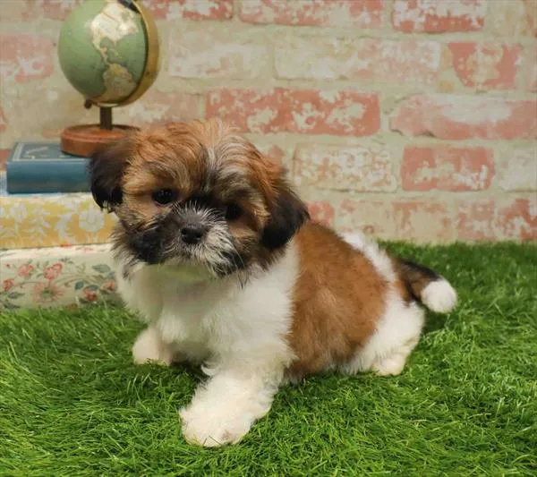 Female Shih Tzu puppy named Gwen for sale at Waggles Raleigh.