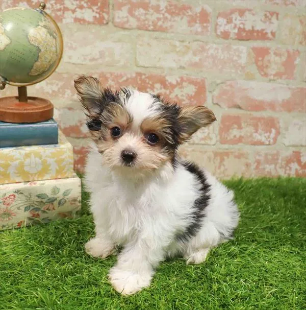 Male Chorkie puppy named Gregory for sale at Waggles Charlotte.