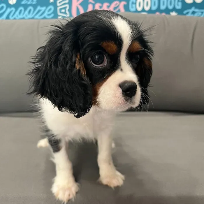 Male Cavalier King Charles Spaniel puppy named Antonio for sale at Waggles Charlotte.
