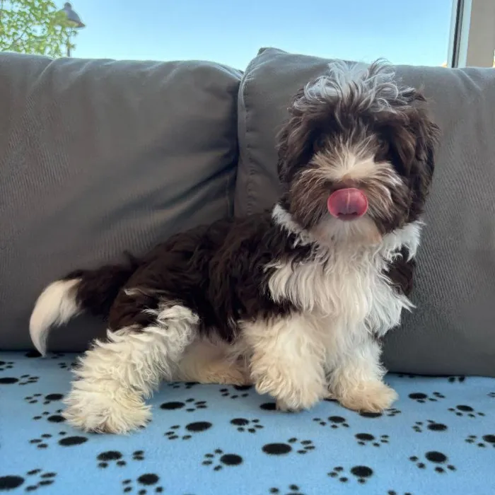 Male Havanese puppy named Scooter for sale at Waggles Charlotte.