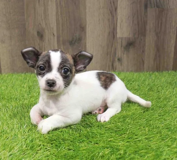 Male Chihuahua puppy named Ash for sale at Waggles Charlotte.