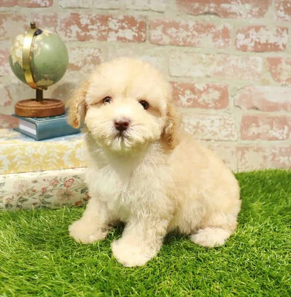 Male Mini Poodle puppy named Benjamin for sale at Waggles Charlotte.