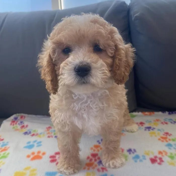 Male Cavapoo puppy named Simon for sale at Waggles Charlotte.