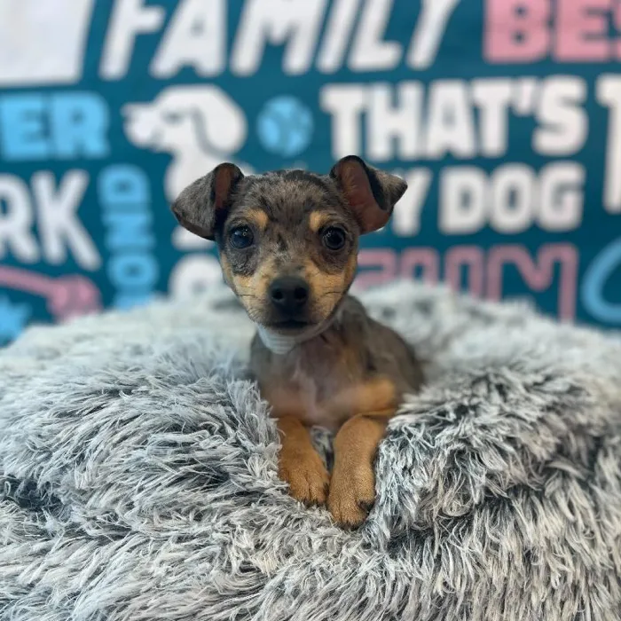 Male Rat Terrier puppy named Micah for sale at Waggles Charlotte.