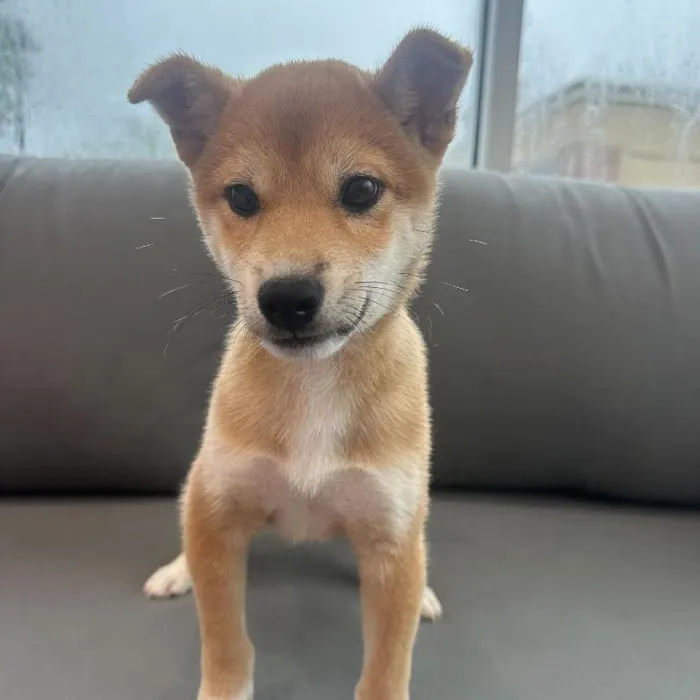 Male Shiba Inu puppy named Koda for sale at Waggles Charlotte.