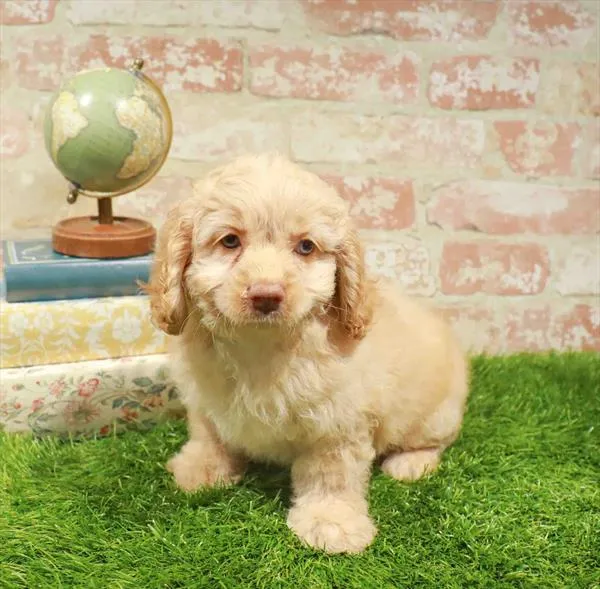 Female Cockapoo puppy named Penny for sale at Waggles Raleigh.