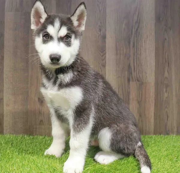 Male Siberian Husky puppy named Alejandro for sale at Waggles Charlotte.
