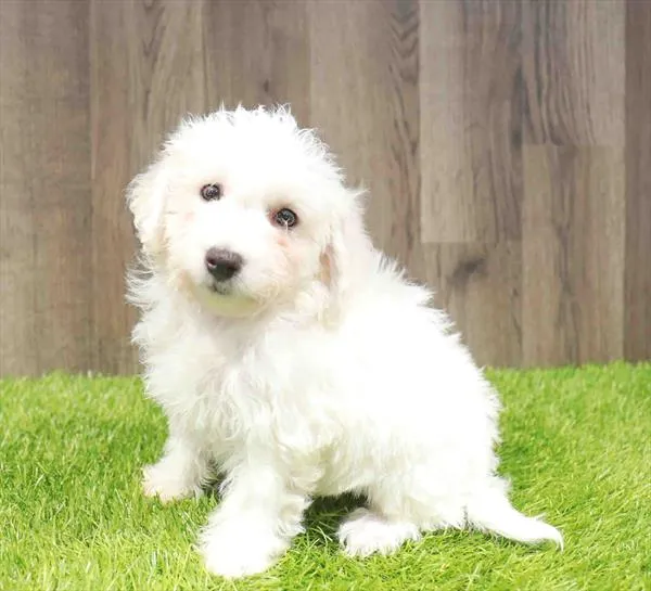 Male Bichon puppy named Isaac for sale at Waggles Charlotte.