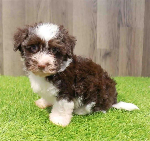 Male Havanese puppy named Scooter for sale at Waggles Charlotte.