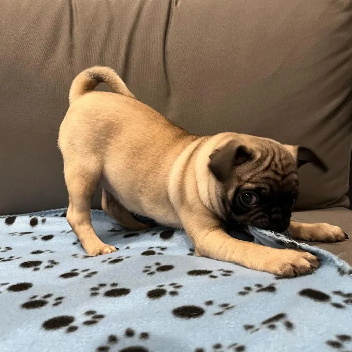 Female Pug puppy named Madison for sale at Waggles Charlotte.
