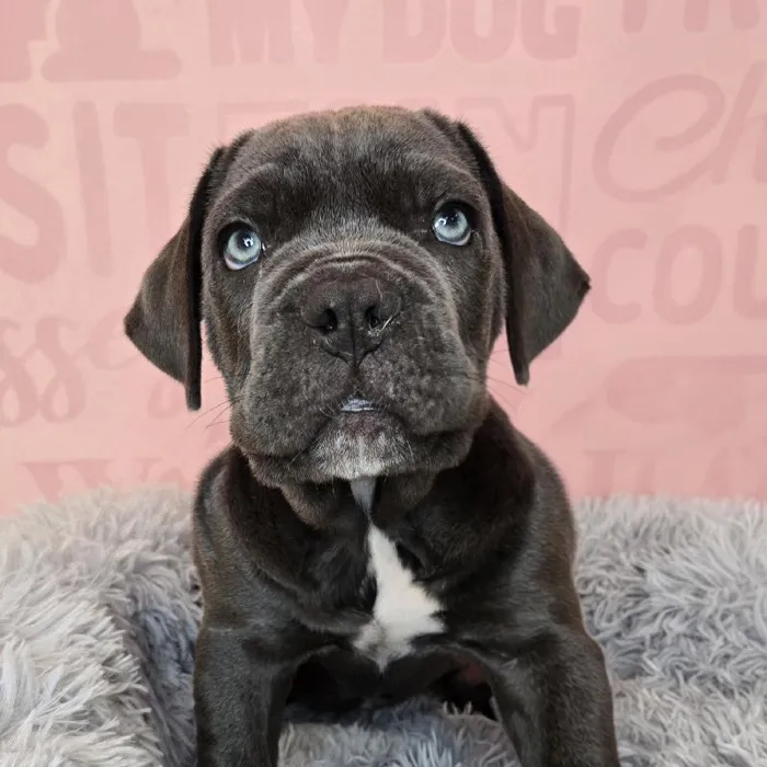 Male Cane Corso puppy named Finneas for sale at Waggles Raleigh.